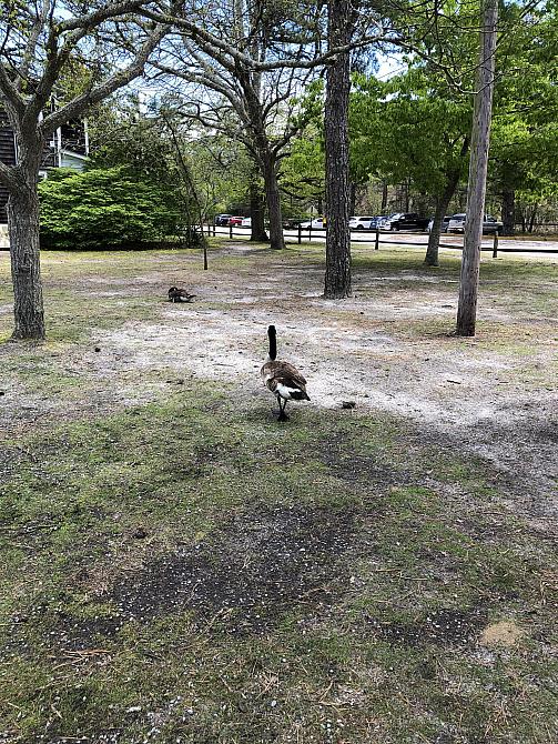 At the Quogue Wildlife Refuge 4