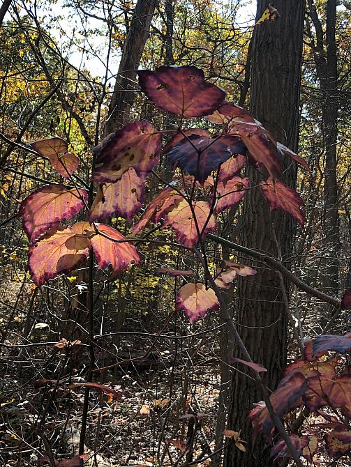 Ruby Leaves