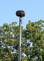 05 Bayport Osprey Nest