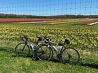 Along the Scenic North Fork