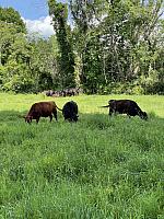 farm ride cows